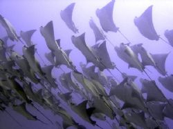 School of Golden Cow Nose Rays, soaring over us in Cabo P... by Ash Pickering 